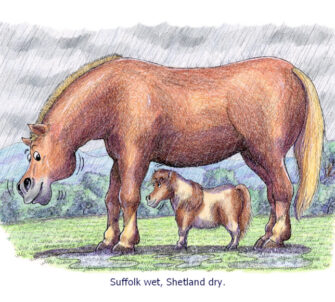 Suffolk wet Shetland dry