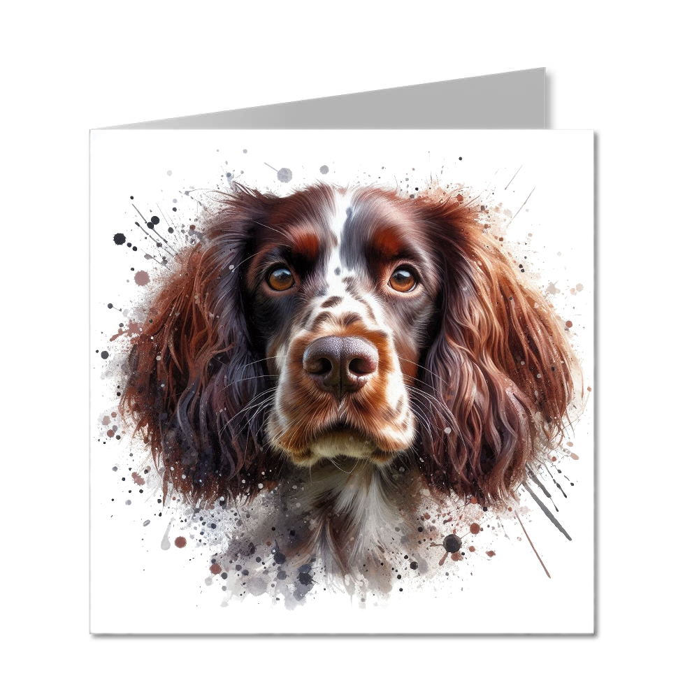 Springer Spaniel - Liver - Folded